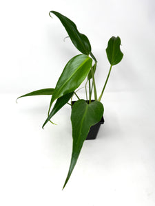 Philodendron Burle Marx Flame B