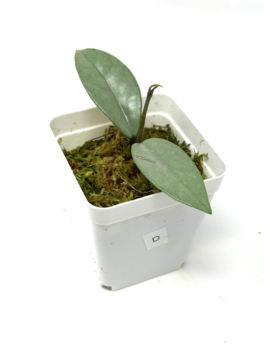 Hoya Wilbur Graves Silver D