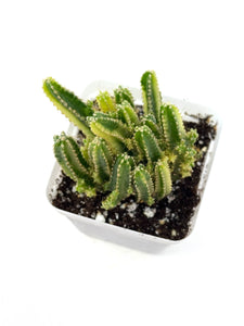 Acanthocereus Tetragonus ‘Fairy Castle Cactus’ Variegated (Ships within Canada only)
