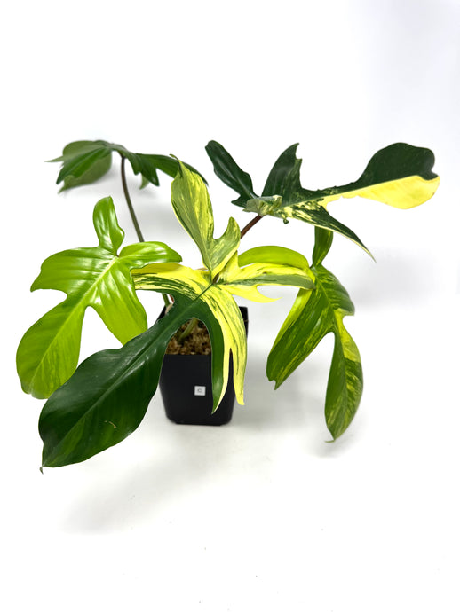 Philodendron Florida Beauty B