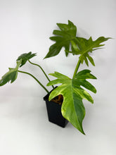 Load image into Gallery viewer, Philodendron Radiatum Variegated