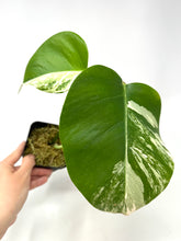 Load image into Gallery viewer, Monstera Deliciosa Albo Variegated M