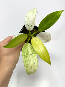 Philodendron Whipple Way B