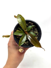 Load image into Gallery viewer, Nepenthes Dyeriana