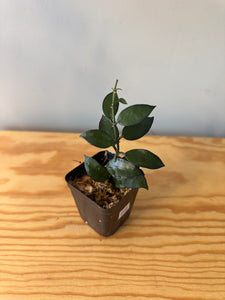296. Hoya Lacunosa