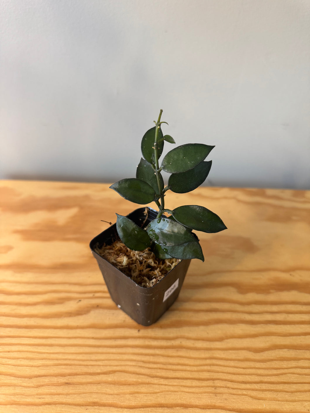 296. Hoya Lacunosa