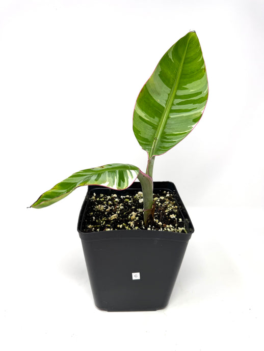 Musa Ae Ae Variegated Banana Tree (Ships within Canada only) C