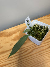 Load image into Gallery viewer, 12. Hoya Nicolsoniae New Guinea Ghost