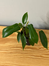 Load image into Gallery viewer, 102. Philodendron sp.