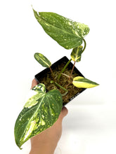 Load image into Gallery viewer, Philodendron Gloriosum Variegated D