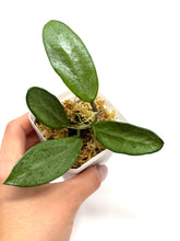 Load image into Gallery viewer, Hoya Silver Lady