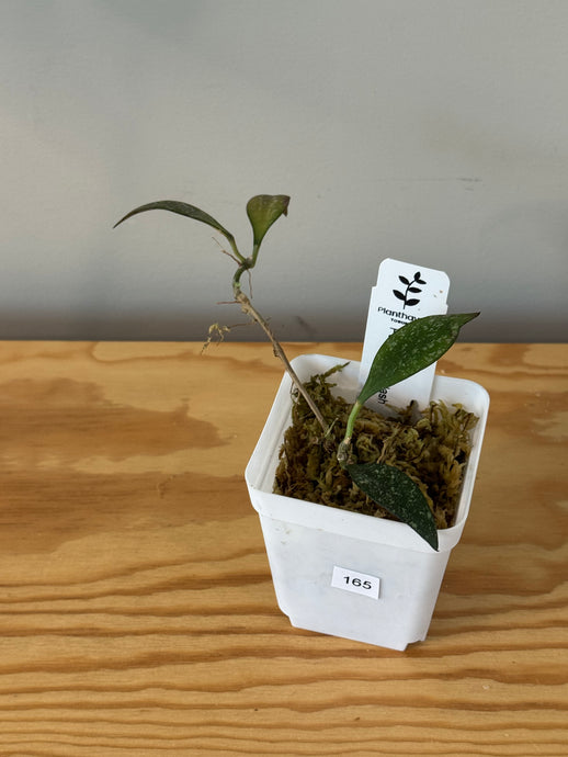 165. Hoya Parviflora Splash