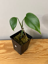 Load image into Gallery viewer, 88. Monstera Deliciosa Albo Variegated