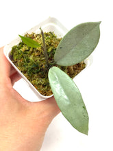 Load image into Gallery viewer, Hoya Wilbur Graves Silver E