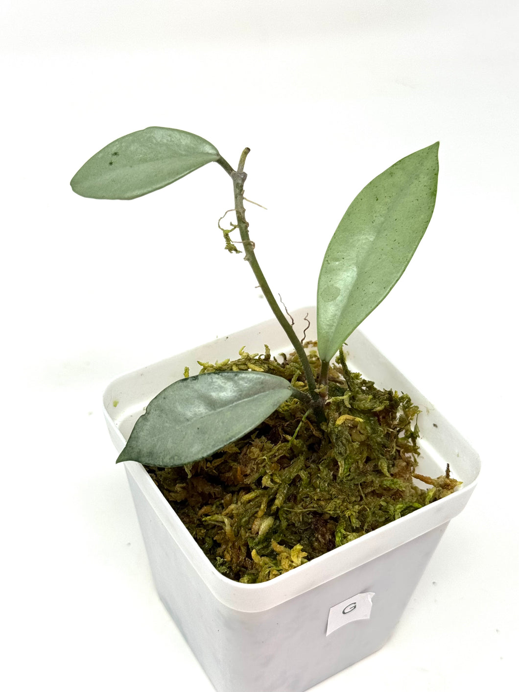 Hoya Wilbur Graves Silver G