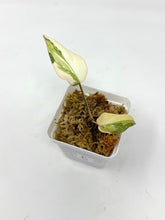 Load image into Gallery viewer, Philodendron Gloriosum Variegated C