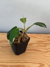 Load image into Gallery viewer, 268. Philodendron White Princess