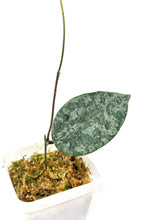 Load image into Gallery viewer, Hoya Caudata Silver Ghost