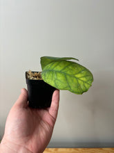 Load image into Gallery viewer, 4. Hoya Deykeae