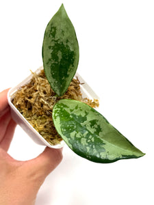 Hoya AH-074