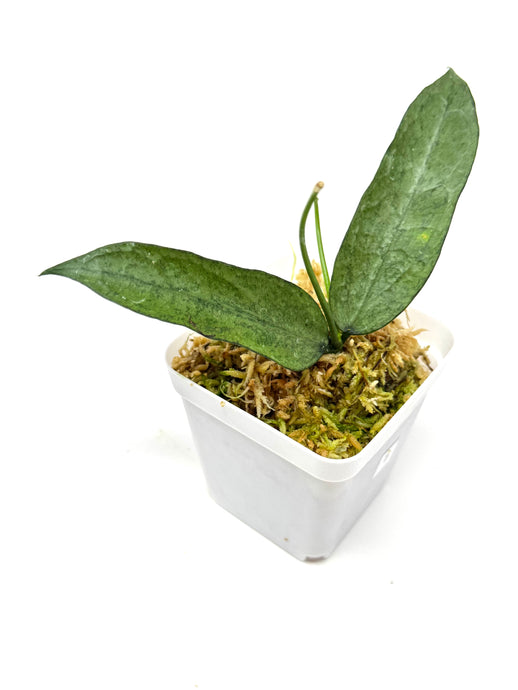 Hoya Pandurata Silver B