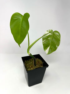 Monstera Deliciosa Albo Variegated D