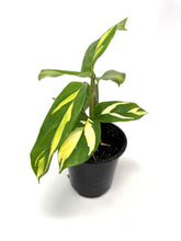 Load image into Gallery viewer, Ctenanthe 'Lubbersiana'