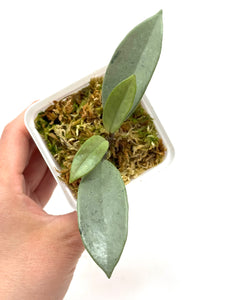 Hoya Wilbur Graves Silver D