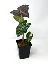 Load image into Gallery viewer, Alocasia Amazonica Variegated A