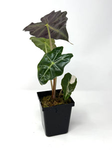 Alocasia Amazonica Variegated A