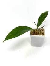 Load image into Gallery viewer, Hoya Estrellaensis IML 1256