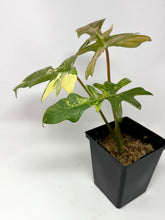 Load image into Gallery viewer, Philodendron Florida Beauty x Mayoi