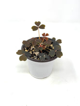 Load image into Gallery viewer, Oxalis ‘Plum Crazy&#39; (Ships within Canada only)