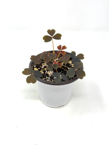 Oxalis ‘Plum Crazy' (Ships within Canada only)