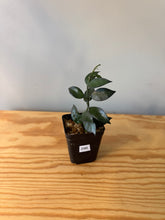 Load image into Gallery viewer, 296. Hoya Lacunosa