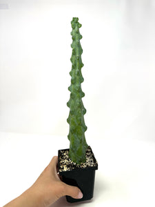 Myrtillocactus Geometrizans Fukurokuryuzinboku (Large Size) 'Boobie Cactus' - Ships within Canada only