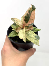 Load image into Gallery viewer, Ficus Shivereana Moonshine (Ships within Canada only)