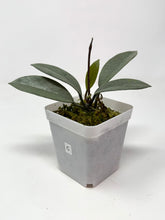 Load image into Gallery viewer, Hoya Wilbur Graves Silver C