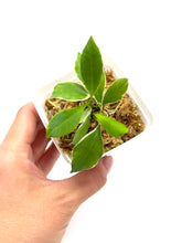 Load image into Gallery viewer, Hoya Heuschkeliana Margin Variegated