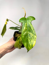 Load image into Gallery viewer, Philodendron Florida Beauty