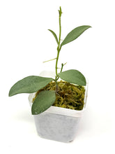 Load image into Gallery viewer, Hoya Nummularioides Silver