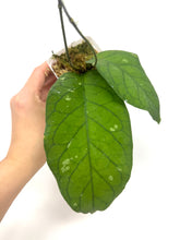 Load image into Gallery viewer, Hoya Meredithii