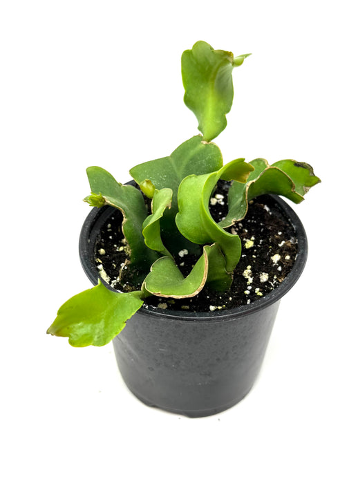 Epiphyllum Guatemalense ‘Monstrosa’ ‘Orchid Cactus’ (Ships within Canada only)