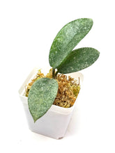 Load image into Gallery viewer, Hoya Carnosa ‘Grey Ghost’