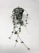 Load image into Gallery viewer, Ceropegia Woodii 'Silver Glory'