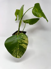 Load image into Gallery viewer, Monstera Deliciosa Aurea Variegated D