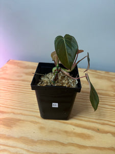 63. Philodendron Melanochrysum