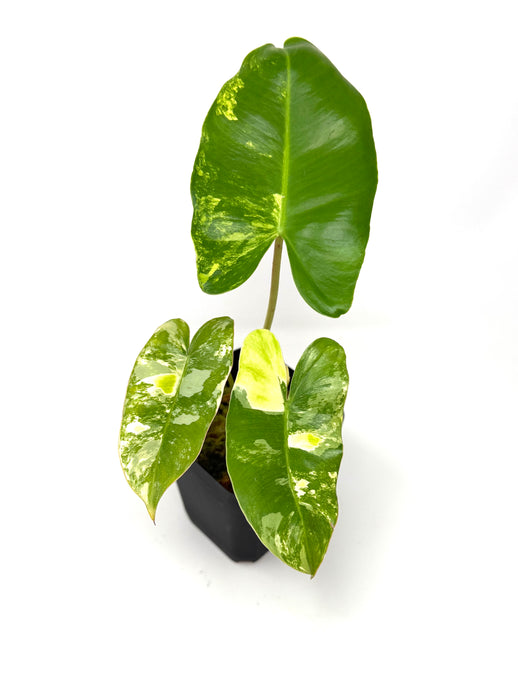 Philodendron Burle Marx Variegated
