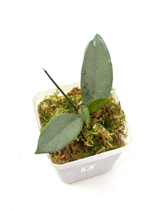 Hoya Wilbur Graves Silver E