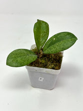 Load image into Gallery viewer, Hoya Meena Silver  (H. Crassipetiolata Splash x H. 'Michele') F